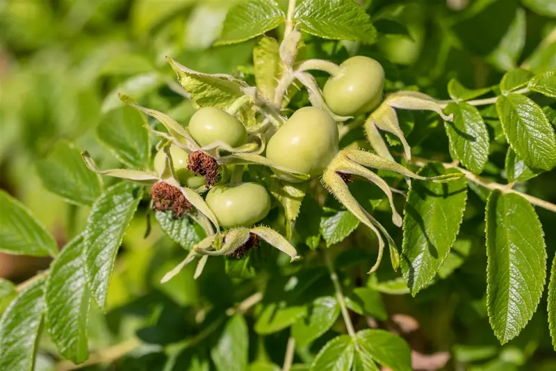 Rosa rugosa 'Alba' 30- 40   C2 - afbeelding 5