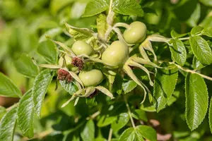 Rosa rugosa 'Alba' 30- 40   C2 - afbeelding 5