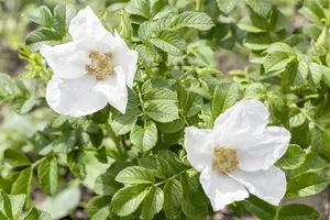 Rosa rugosa 'Alba' C (40- 60) - afbeelding 1