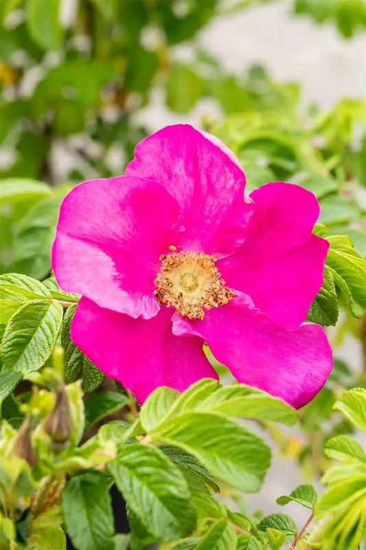 Rosa rugosa 'Rubra' 30- 40   C2 - afbeelding 2