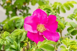 Rosa rugosa 'Rubra' 30- 40   C2 - afbeelding 1