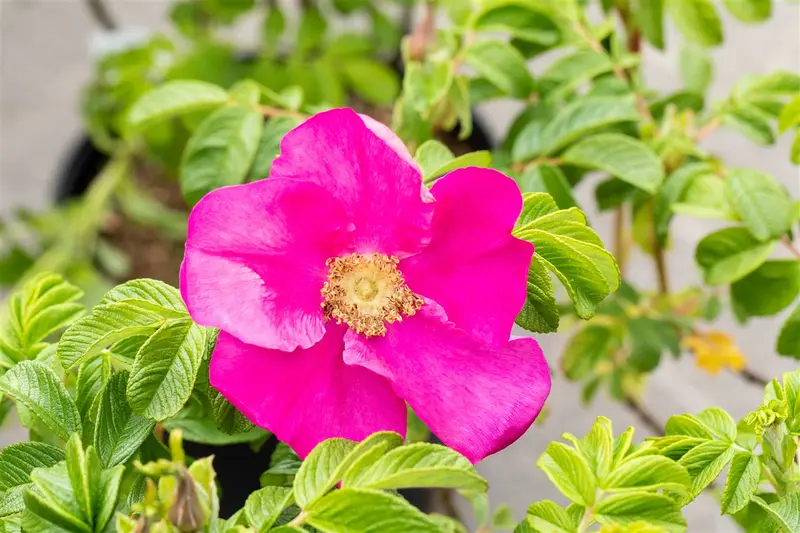 Rosa rugosa 'Rubra' 30- 40   C2 - afbeelding 3