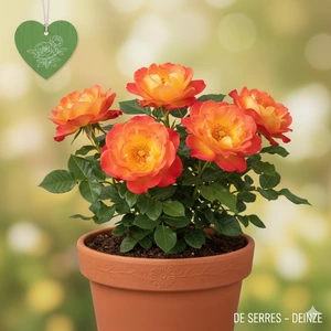 Rosa 'Summer of Love'®