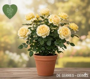 Rosa 'The Pilgrim'®