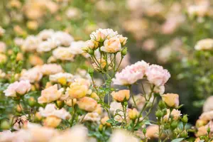 Rosa 'Yellow Fairy'® ( 'poulfair'®) C1.5 - afbeelding 1