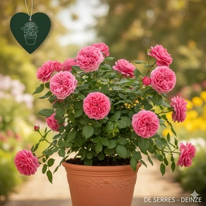 Rosa 'Zéphirine Drouhin' C