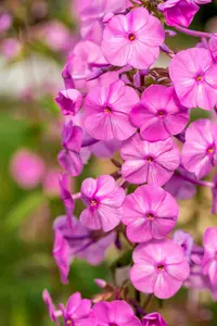 phlox (m) 'rosalinde' P9 - afbeelding 2