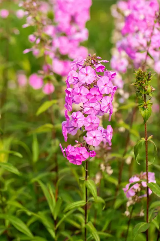 phlox (m) 'rosalinde' P9 - afbeelding 4