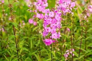 phlox (m) 'rosalinde' P9 - afbeelding 4