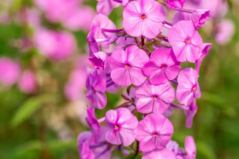 phlox (m) 'rosalinde' P9 - afbeelding 3