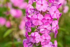 phlox (m) 'rosalinde' P9 - afbeelding 3