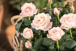 rose (36) salmon - afbeelding 2