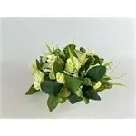 densiflorus - afbeelding 6
