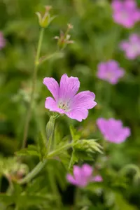geranium oxon. 'rose clair' P9 - afbeelding 2