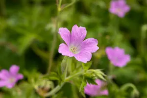 geranium oxon. 'rose clair' P9 - afbeelding 1