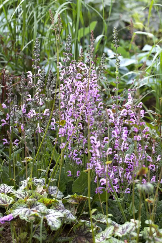 salvia prat. 'rose rhapsody' P9 - afbeelding 1