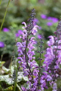 salvia prat. 'rose rhapsody' P9 - afbeelding 2