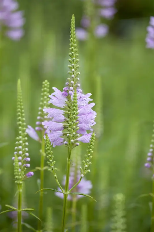 physostegia virg. 'rosea' P9 - afbeelding 1