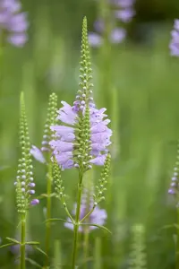 physostegia virg. 'rosea' P9 - afbeelding 2