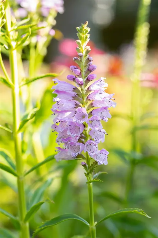 physostegia virg. 'rosea' P9 - afbeelding 2