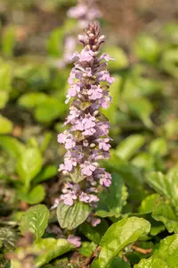 Ajuga rept. 'Rosea' P9 - afbeelding 3