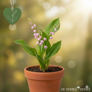 Convallaria majalis 'Rosea'