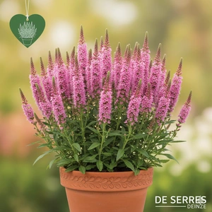 Veronica spicata 'Rosea' P10.5