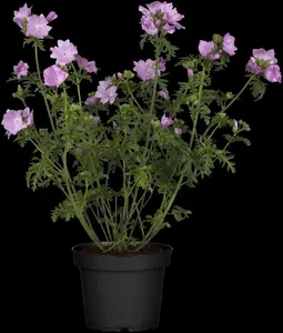 malva mosch. 'rosea' P9 - afbeelding 3
