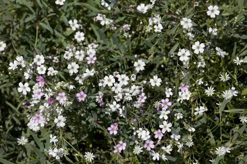 Rosea - afbeelding 2