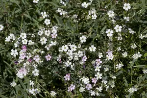 Rosea - afbeelding 2