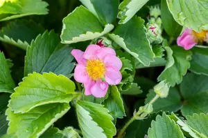 fragaria vesca 'rosea' P9 - afbeelding 3