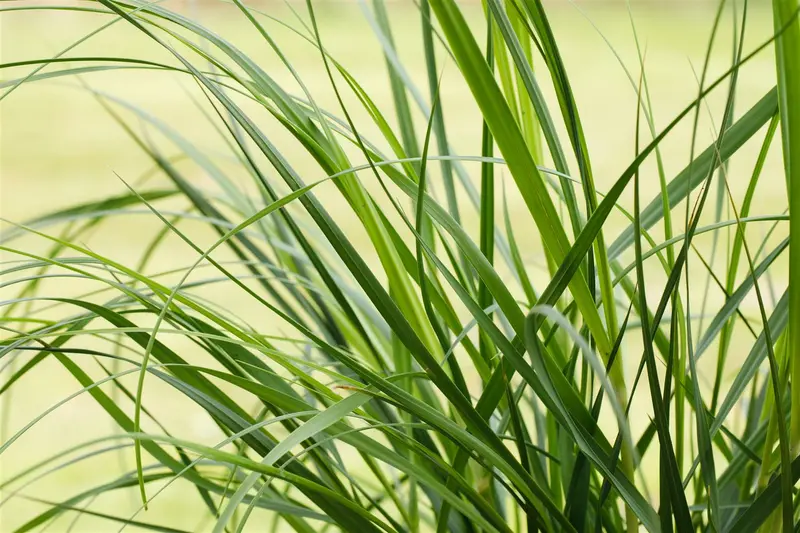 cortaderia sell. 'rosea' P9