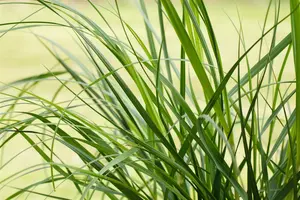 cortaderia sell. 'rosea' P9