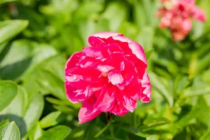 Rosea Plena - afbeelding 4