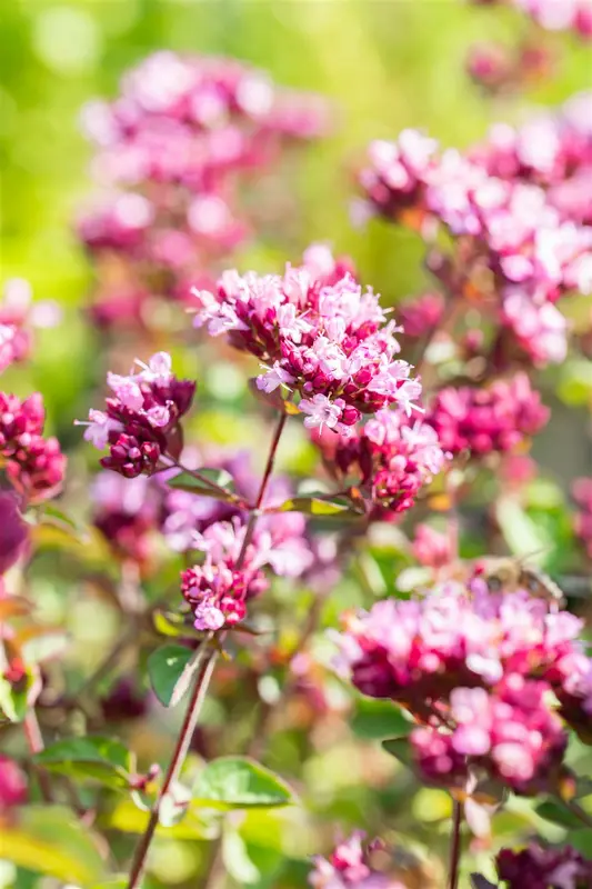 origanum hybr. 'rosenkuppel' P9 - afbeelding 4