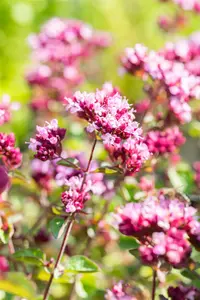 origanum hybr. 'rosenkuppel' P9 - afbeelding 4