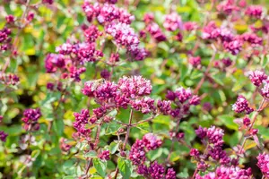origanum hybr. 'rosenkuppel' P9 - afbeelding 4