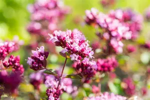 origanum hybr. 'rosenkuppel' P9 - afbeelding 2