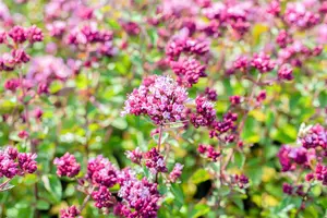 origanum hybr. 'rosenkuppel' P9 - afbeelding 3