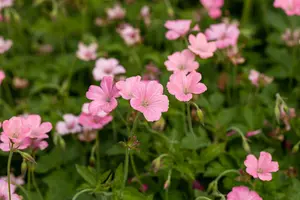 geranium oxon. 'rosenlicht' P9