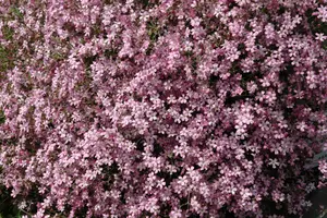 Rosenschleier - afbeelding 2