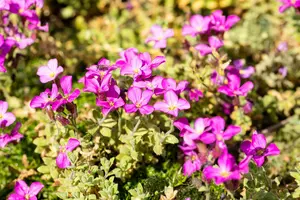aubrieta hybr. 'rosenteppich' P9