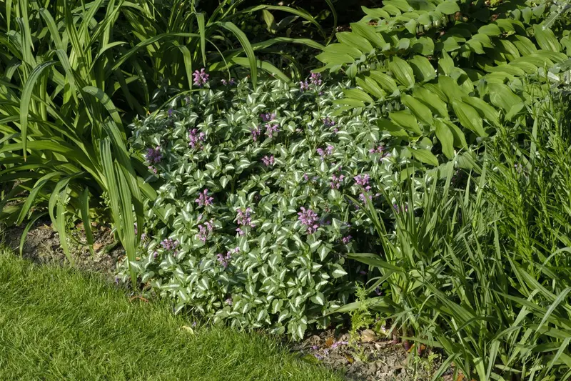 lamium mac. 'roseum' (carneum') P9 - afbeelding 1
