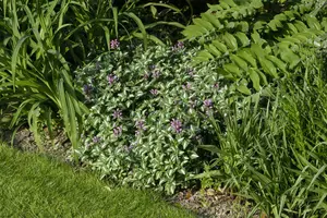 lamium mac. 'roseum' (carneum') P9 - afbeelding 1