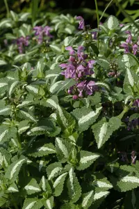 lamium mac. 'roseum' (carneum') P9 - afbeelding 2