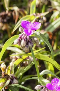 Rosi tradescantia p9