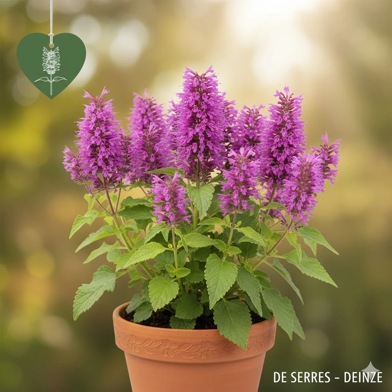 Agastache 'Rosie Posie' P11