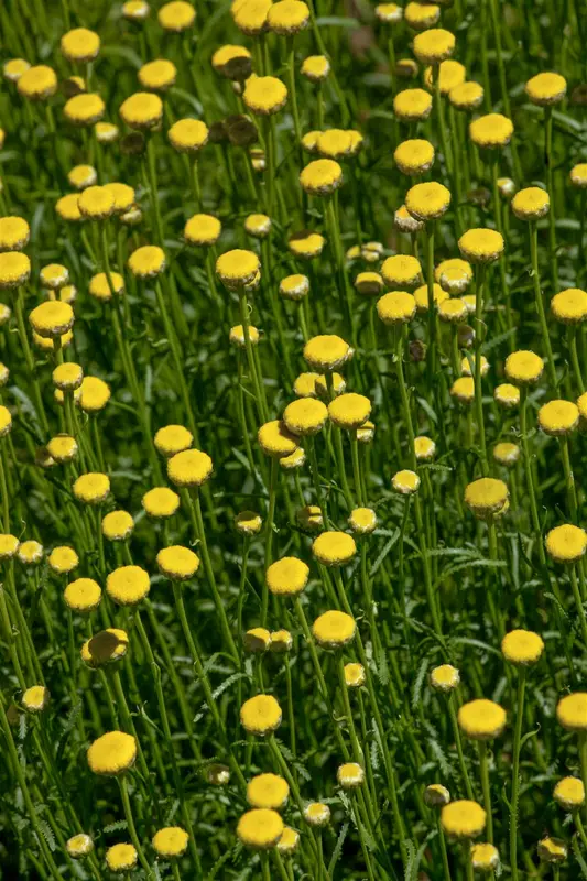santolina rosmarinifolia (virens/viridis) P9 - afbeelding 3