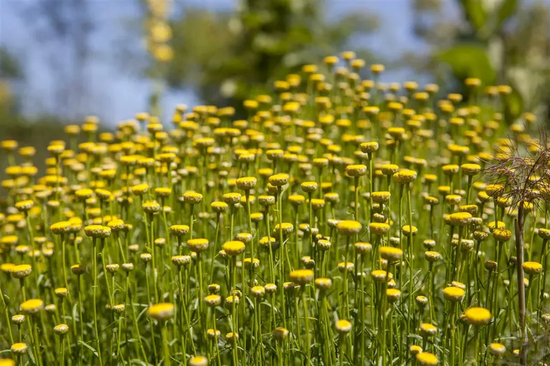 santolina rosmarinifolia (virens/viridis) P9 - afbeelding 1