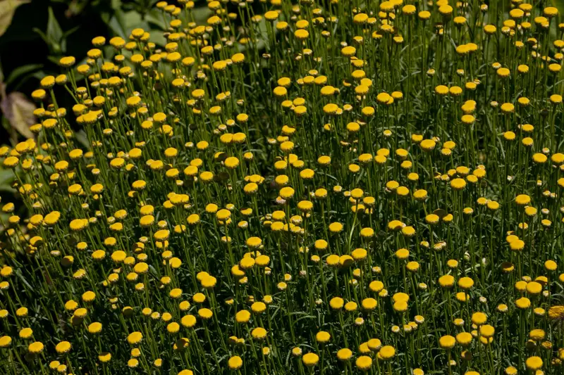 santolina rosmarinifolia (virens/viridis) P9 - afbeelding 2